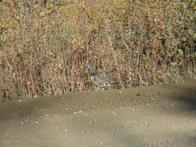 ����: C:\Users\Naoto\Pictures\�J�i�_���sHP�p\P1020228.jpg