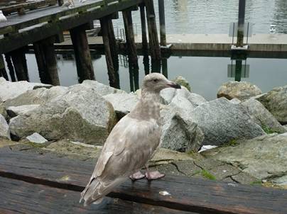 ����: ����: D:\�J�i�_���sHP�p\P1020431.jpg