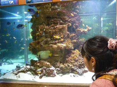 ����: ����: P1010913